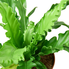 Bird’s Nest 'Victoria' Fern - photo 2
