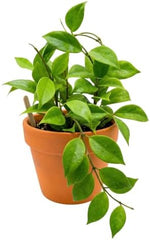 Hoya Sunrise Live Plants, 4-8 Inches Tall | Sun Stressed Wax Plant, Glossy Trailing Vine, USDA Zones 10 to 12, Partial Shade, No Pot