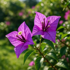 Set of 5 Bougainvillea Purple Live Plants, Vibrant Colorful Bract Flowering Vine for Trellis, USDA Zones 9 to 11, Full Sun