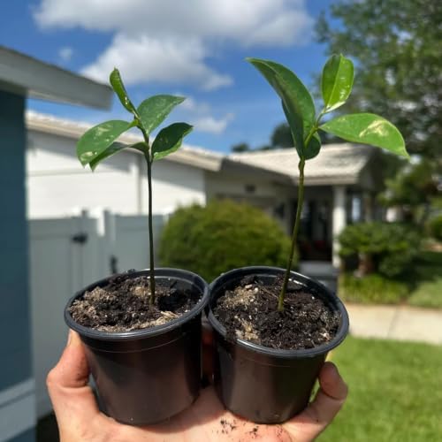 Soursop Tree Live Plant, 4 to 7 Inch Annona Muricata Guanabana | Tropical Guanabana Fruit Tree, USDA Zones 10 to 11, Full Sun, NO Pot