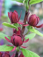 Carolina Allspice Sweetshrub Live Plant in Quart Pot, 6-18 in | Ships as a live plant in a quart pot, about 6-18 in tall. Fragrant dark-red blooms. Native shrub, hardy in USDA zones 5-9.