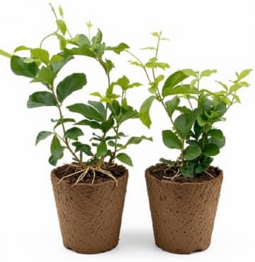 Set of 2 Grand Duke Jasmine Live Plants, Starter Plants, 4-8 Inches, No Pot | Fragrant Climbing Flowering Vine, USDA Zones 8 to 11, Full Sun