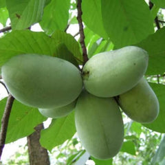 Paw Paw Indian Banana Tree Live Plant, 6-12 Inches, Quart Pot | Cold Hardy Native Fruit Tree, USDA Zones 5 to 8, Full Sun to Full Shade, Quart Pot