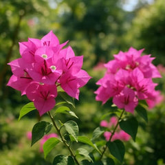 Set of 4 Bougainvillea Pink Live Plants, Vibrant Colorful Bract Flowering Vine for Trellis, USDA Zones 9 to 11, Full Sun
