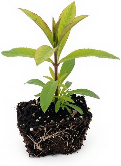 Set of 2 Mexican Tarragon Live Plants, Tagetes Lucida, Starter Plants | Mexican Mint Marigold, Anise Scented Culinary Herb, USDA Zones 8 to 11, Full Sun, 4-8 Inches, No Pot