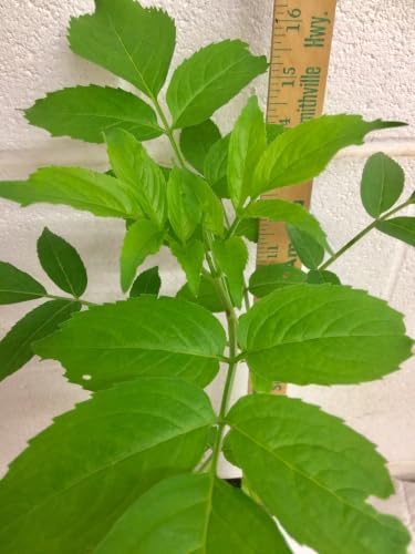 American Elderberry Live Plant in 4 in Pot - Sambucus Canadensis, Edible | Ships as a live starter shrub in a 4 in pot. Fast-growing native that yields edible dark-purple berries. Hardy zones 4-9.