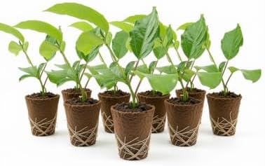 Possum Purple Passion Fruit Live Plant, Self-Fertile Cold Hardy Edible Purple Passionfruit Vine, USDA Zones 7 to 11, Full Sun