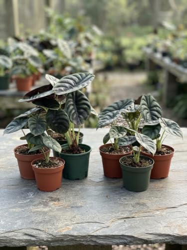 Alocasia Platinum Live Starter Plant, 4-8 Inches | Silvery-Blue Metallic Sheen Leaves, USDA Zones 10 to 11, Partial Shade, No Pot
