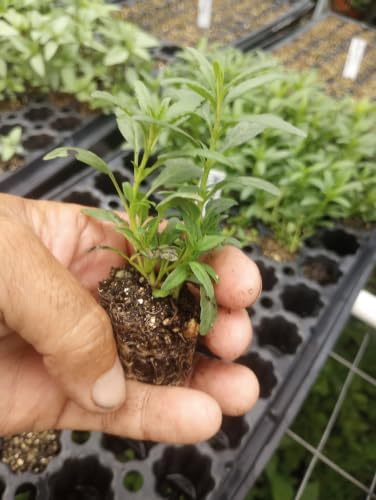 Set of 2 Stevia Live Plants, Natural Sweetener Herb, 4-8 Inches | Sugar Substitute, USDA Zones 9 to 11, Full Sun, No Pot