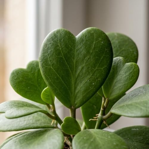 Hoya Kerrii Heart Live Plant, 4-8 Inch Tall | Sweetheart Hoya Plant, Heart Shaped Leaf Houseplant, Perfect for Home Decor, Gifts, Garden