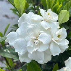 Jasmine Gardenia August Beauty Live Plant, Fragrant Creamy White Blooming Shrub, USDA Zones 8 to 11, Partial Sun