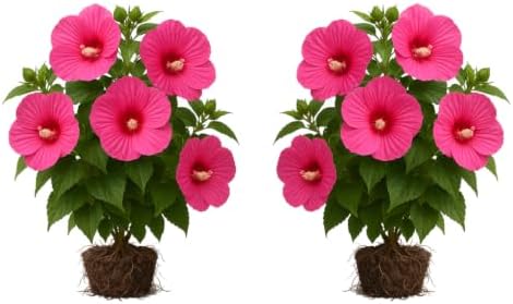 Hardy Hibiscus Luna Rose Live Starter Plant, 4-8 Inches | Giant Dinner Plate Perennial Blooms, USDA Zones 4 to 9, Full Sun, No Pot