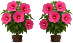 Hardy Hibiscus Luna Rose Live Starter Plant, 4-8 Inches | Giant Dinner Plate Perennial Blooms, USDA Zones 4 to 9, Full Sun, No Pot