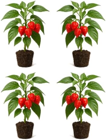 Set of 6 Carolina Reaper Pepper Live Plants, One of the Worlds Hottest Peppers, Edible, USDA Zones 9 to 11, Full Sun | One of the Worlds Hottest Peppers, Edible, USDA Zones 9 to 11, Full Sun
