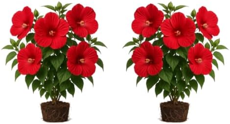 Hardy Hibiscus Luna Rose Live Starter Plant, 4-8 Inches | Giant Dinner Plate Perennial Blooms, USDA Zones 4 to 9, Full Sun, No Pot