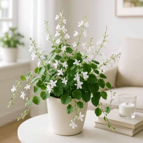 Set of 2 Plectranthus Lemon Twist Live Plants, Trailing Foliage Houseplant for Baskets, USDA Zones 10 to 11, Partial Shade