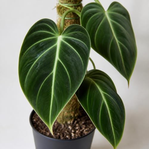 Set of 3 Melanochrysum Philodendron Live Plant, 4-8 inches | Rare Tropical Velvet Leaf Climbing Indoor Houseplant, USDA Zones 9 to 11, Partial Shade