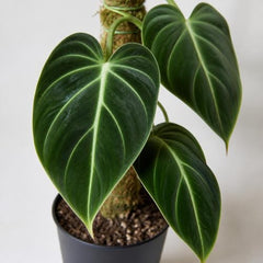 Set of 3 Melanochrysum Philodendron Live Plant, 4-8 inches | Rare Tropical Velvet Leaf Climbing Indoor Houseplant, USDA Zones 9 to 11, Partial Shade