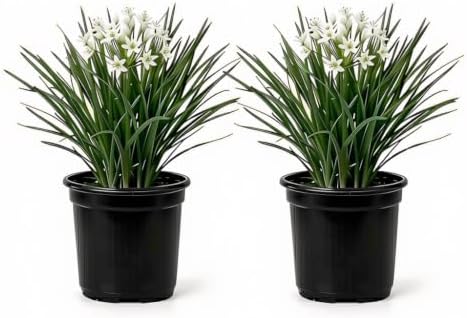 Set of 2 Garlic Chives Live Starter Plants, 4-8 Inches | Perennial Culinary Onion Herb, USDA Zones 3 to 9, Full Sun, No Pot