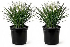 Set of 2 Garlic Chives Live Starter Plants, 4-8 Inches | Perennial Culinary Onion Herb, USDA Zones 3 to 9, Full Sun, No Pot