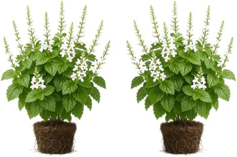 Set of 2 Plectranthus Lemon Twist Live Plants, Trailing Foliage Houseplant for Baskets, USDA Zones 10 to 11, Partial Shade