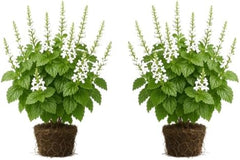 Set of 2 Plectranthus Lemon Twist Live Plants, Trailing Foliage Houseplant for Baskets, USDA Zones 10 to 11, Partial Shade