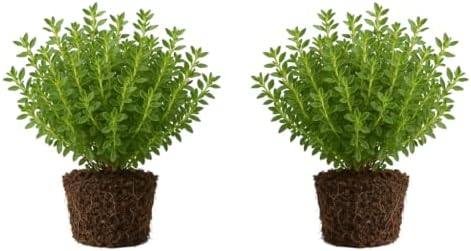 Set of 2 Thyme Lemon Live Plants, Aromatic Culinary Herb Ground Cover, USDA Zones 5 to 9, Full Sun