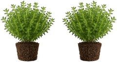 Set of 2 Thyme Lemon Live Plants, Aromatic Culinary Herb Ground Cover, USDA Zones 5 to 9, Full Sun