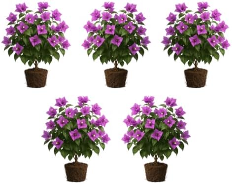 Set of 5 Bougainvillea Purple Live Plants, Vibrant Colorful Bract Flowering Vine for Trellis, USDA Zones 9 to 11, Full Sun