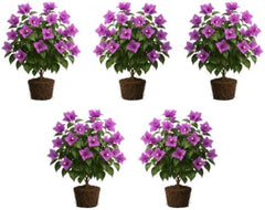 Set of 5 Bougainvillea Purple Live Plants, Vibrant Colorful Bract Flowering Vine for Trellis, USDA Zones 9 to 11, Full Sun