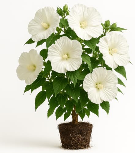 Hardy Hibiscus Luna White Live Starter Plant, 4-8 Inches | Giant Dinner Plate Perennial Blooms, USDA Zones 4 to 9, Full Sun, No Pot
