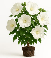 Hardy Hibiscus Luna White Live Starter Plant, 4-8 Inches | Giant Dinner Plate Perennial Blooms, USDA Zones 4 to 9, Full Sun, No Pot