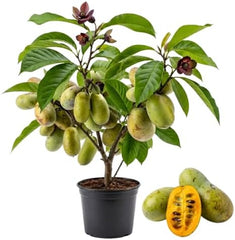 Paw Paw Indian Banana Tree Live Plant, 6-12 Inches, Quart Pot | Cold Hardy Native Fruit Tree, USDA Zones 5 to 8, Full Sun to Full Shade, Quart Pot
