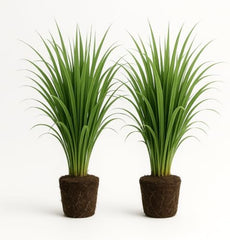 Set of 2 Lemon Grass Live Plants, Lemongrass Culinary and Mosquito Repelling Herb, USDA Zones 9 to 11, Full Sun