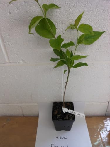 White Dogwood Tree Live Plant in Quart Pot, 10-16 in (Cornus Florida) | Ships as a live starter tree, 10-16 in tall in a quart pot. Native dogwood with white spring blooms. Hardy USDA zones 5-9.