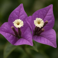 Set of 5 Bougainvillea Purple Live Plants, Vibrant Colorful Bract Flowering Vine for Trellis, USDA Zones 9 to 11, Full Sun
