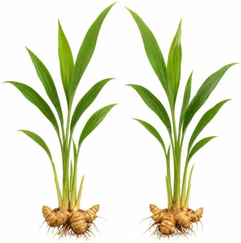 Set of 2 Red Awapuhi Shampoo Ginger Live Plant, Zingiber Zerumbet | Starter Plant, 4-8 Inches, Hawaiian Shampoo Plant, Fragrant Red Cone Flowers, USDA Zones 9 to 11, Partial Shade, No Pot
