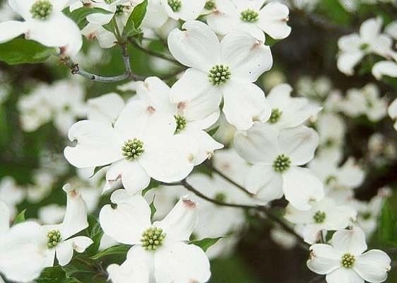 White Dogwood Tree Live Plant in Quart Pot, 10-16 in (Cornus Florida) | Ships as a live starter tree, 10-16 in tall in a quart pot. Native dogwood with white spring blooms. Hardy USDA zones 5-9.