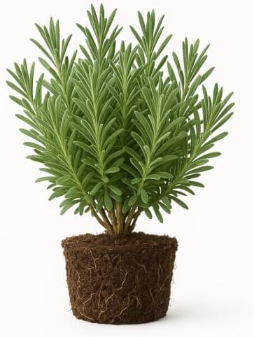 Assorted Lavender Live Plant, Fragrant Perennial Herb, Assorted Mix, USDA Zones 5 to 9, Full Sun