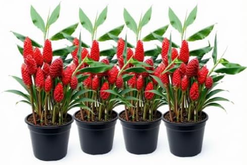 Set of 2 Red Awapuhi Shampoo Ginger Live Plant, Zingiber Zerumbet | Starter Plant, 4-8 Inches, Hawaiian Shampoo Plant, Fragrant Red Cone Flowers, USDA Zones 9 to 11, Partial Shade, No Pot