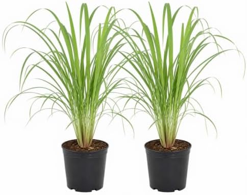 Set of 8 Lemon Grass Live Plants, 4-8 inches | Lemongrass Culinary and Mosquito Repelling Herb, USDA Zones 9 to 11, Full Sun, No Pot