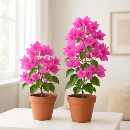 Set of 4 Bougainvillea Pink Live Plants, Vibrant Colorful Bract Flowering Vine for Trellis, USDA Zones 9 to 11, Full Sun