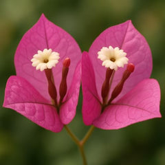 Bougainvillea Pink Live Plant, Vibrant Colorful Bract Flowering Vine for Trellis, USDA Zones 9 to 11, Full Sun
