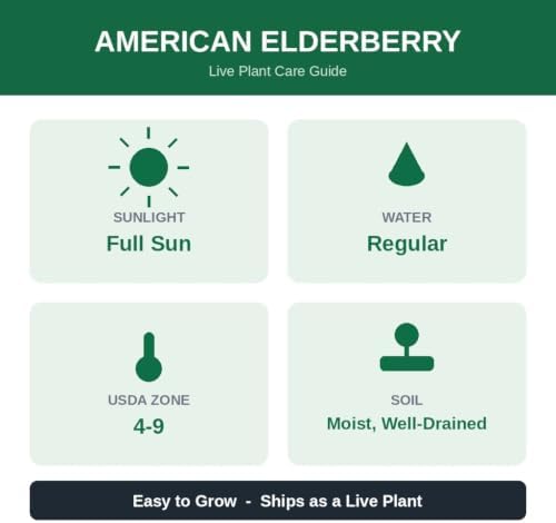American Elderberry Live Plant in 4 in Pot - Sambucus Canadensis, Edible | Ships as a live starter shrub in a 4 in pot. Fast-growing native that yields edible dark-purple berries. Hardy zones 4-9.