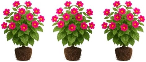 Set of 3 Coleus Florida Sun Rose Live Plants, Vivid Multicolor Foliage Plant, USDA Zones 10 to 11, Partial Shade