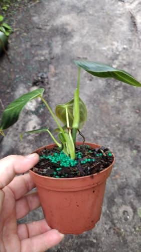 Set of 3 Melanochrysum Philodendron Live Plant, 4-8 inches | Rare Tropical Velvet Leaf Climbing Indoor Houseplant, USDA Zones 9 to 11, Partial Shade