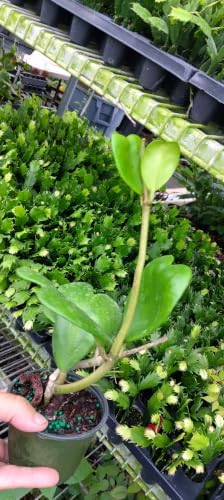 Hoya Kerrii Heart Live Plant, 4-8 Inch Tall | Sweetheart Hoya Plant, Heart Shaped Leaf Houseplant, Perfect for Home Decor, Gifts, Garden
