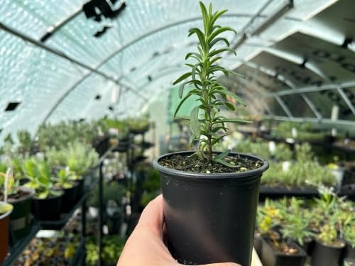 Rosemary Tuscan Blue Starter Plant - Upright Culinary Herb, 1 in Pot | Ships as one rooted starter in a 1 in plug pot. Tuscan Blue rosemary, upright aromatic culinary herb. Zones 7-10.