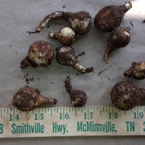 25 Wild Daffodil Bulbs - Narcissus pseudonarcissus, Yellow Spring Blooms | Ships as 25 dormant bulbs, no pot. Naturalizing wild daffodil, pale-yellow spring trumpets. Hardy USDA zones 3-10.