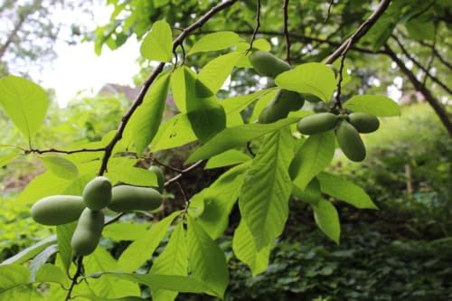 Paw Paw Indian Banana Tree Live Plant, 6-12 Inches, Quart Pot | Cold Hardy Native Fruit Tree, USDA Zones 5 to 8, Full Sun to Full Shade, Quart Pot